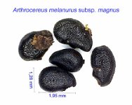 Arthrocereus melanurus subsp. magnus  AH seeds.jpg